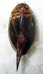 Dytiscinae