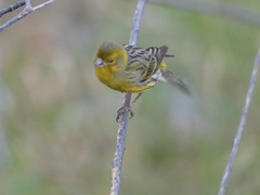 Serinus canaria