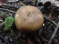 Russula marangania