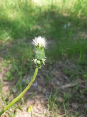Taraxacum officinale