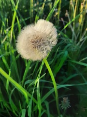 Taraxacum officinale