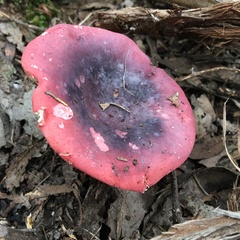 Russula lenkunya