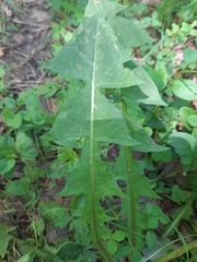 Taraxacum officinale
