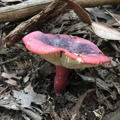 Russula lenkunya