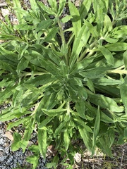 Echium vulgare