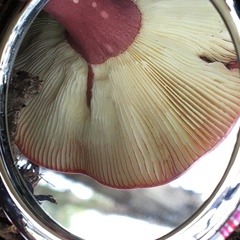 Russula lenkunya