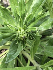 Echium vulgare