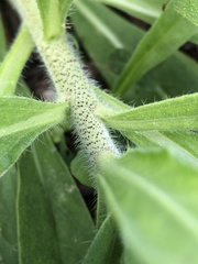 Echium vulgare