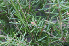 Persoonia juniperina