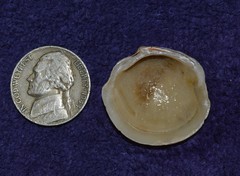 Phacoides pectinatus
