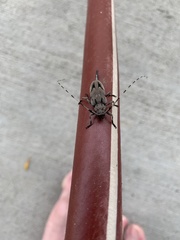 Acanthocinus nodosus