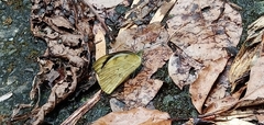 Appias indra aristoxemus