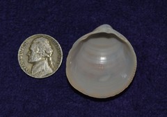 Laevicardium serratum