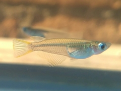 Oryzias javanicus