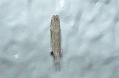 Hypatima excellentella