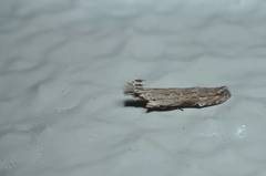Hypatima excellentella