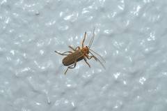 Lycocerus vitellinus