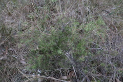 Persoonia juniperina