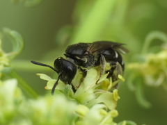 Lasioglossum interruptum
