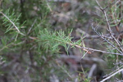 Persoonia juniperina