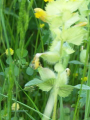 Rhinanthus alectorolophus
