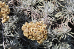 Helichrysum arenarium
