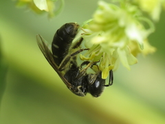Lasioglossum interruptum