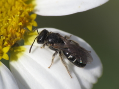 Lasioglossum interruptum