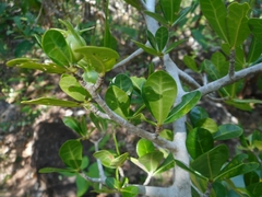 Rubiaceae