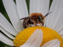 Anthidium punctatum