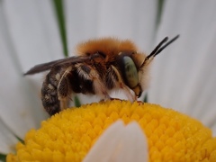 Anthidium punctatum