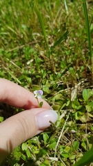 Veronica serpyllifolia