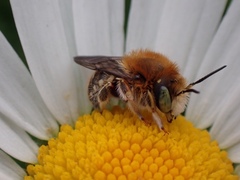 Anthidium punctatum