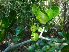 Rubiaceae