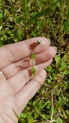 Veronica serpyllifolia