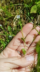 Veronica serpyllifolia