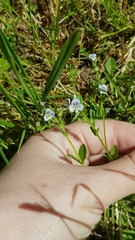 Veronica serpyllifolia
