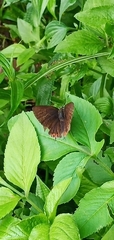 Heliophorus