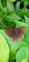 Heliophorus