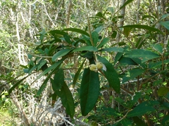 Euphorbiaceae