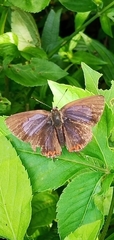 Heliophorus