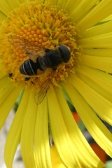 Eristalis nemorum