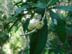 Euphorbiaceae