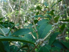 Euphorbiaceae
