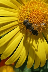 Eristalis nemorum