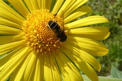 Eristalis nemorum