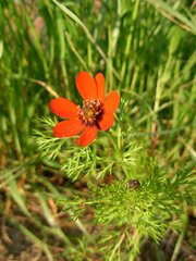 Adonis annua