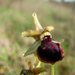 Passiontide Orchid - Photo (c) Antonio Croce, some rights reserved (CC BY-NC)