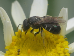 Lasioglossum interruptum