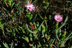 Ruschia diversifolia